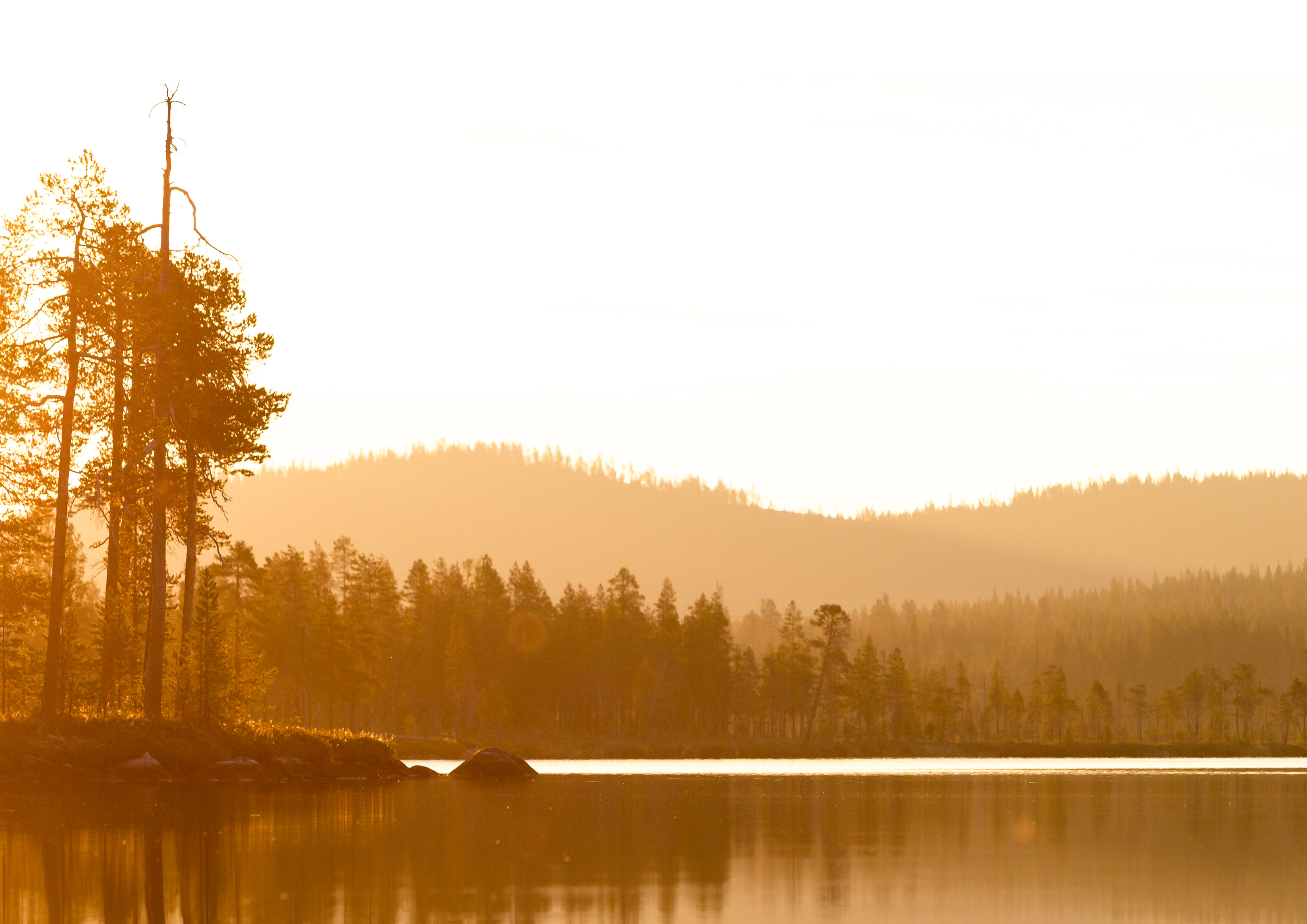 Hjärnvila i naturen